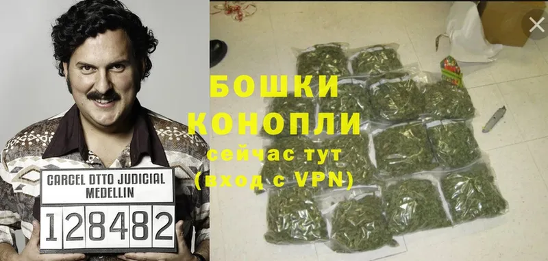 Конопля Bruce Banner  Жердевка 